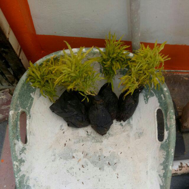 Tanaman Hias Brokoli Kuning/akasia Kuning