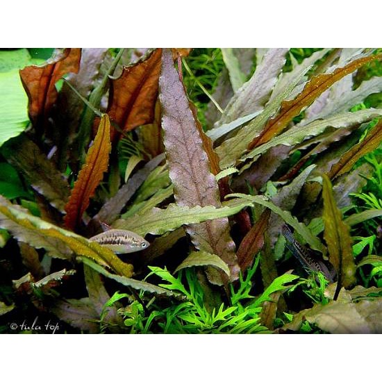 Cryptocoryne Wendtii Brown - Tanaman Aquascape Tanpa Co2 -  Tanaman Aquascape Pemula