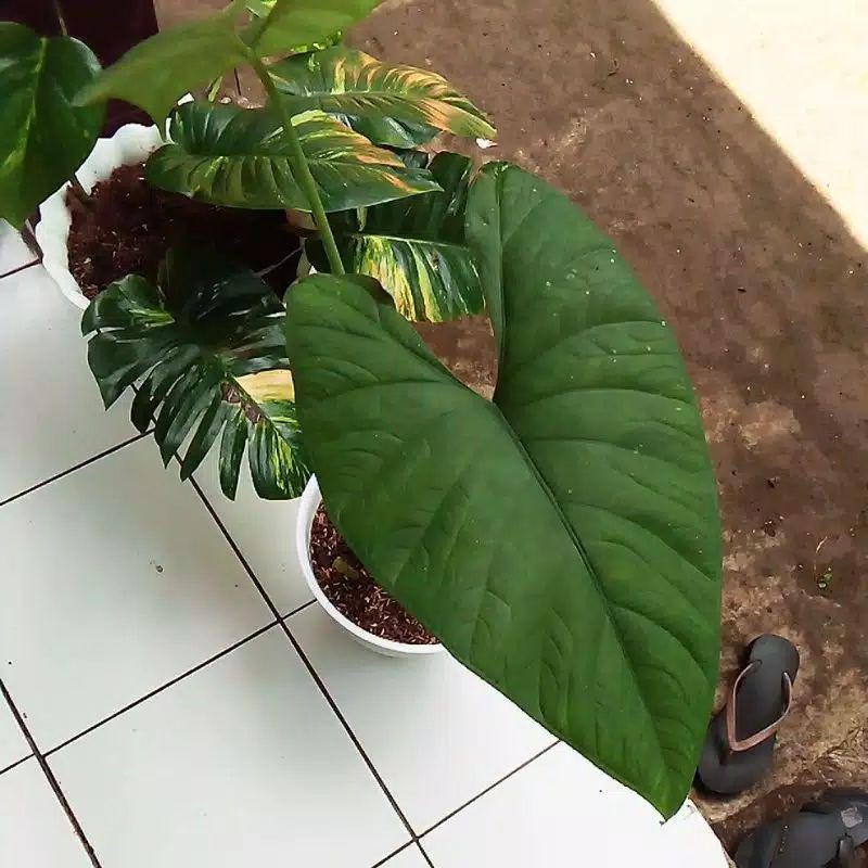 alokasia bisma lokal mirip alocasia kalimantan