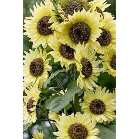 Benih Bibit Biji - Sunflower Lemon Queen Bunga Matahari Flower Seeds - IMPORT