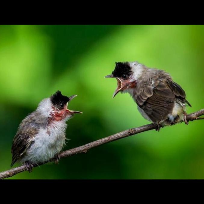 5500 Gambar Burung Kutilang Kartun Gratis Terbaru