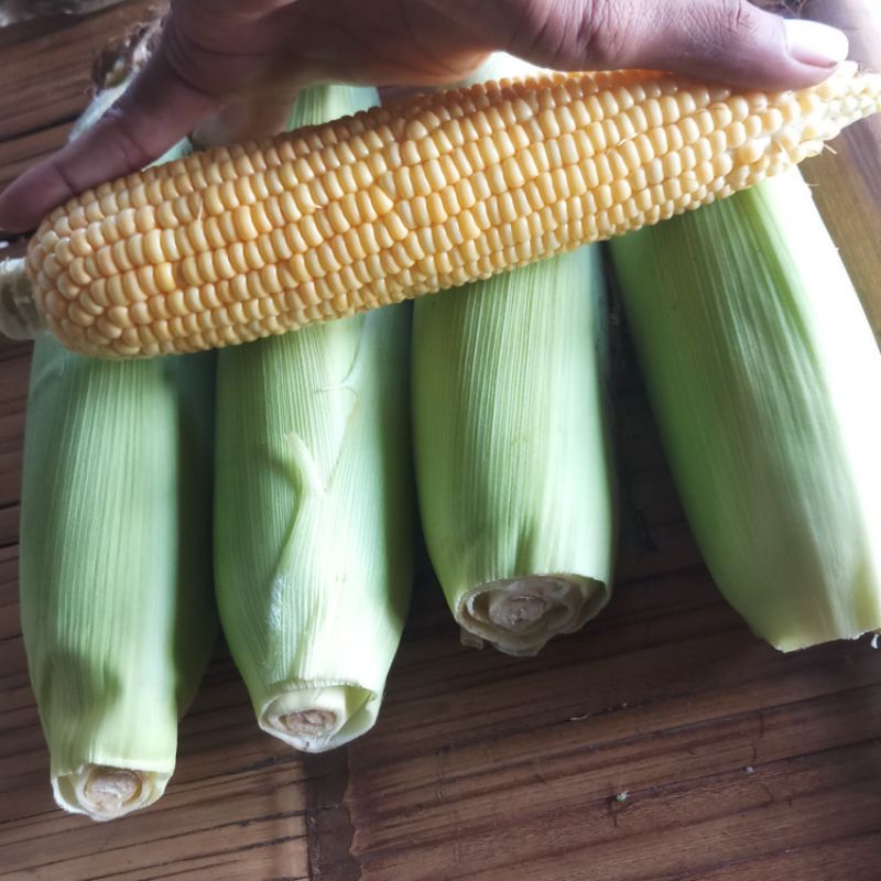 

jagung manis sayuran buah jagung manis