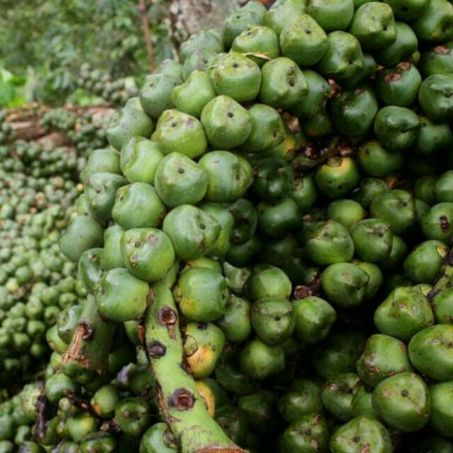 

BUAH AREN SEGAR FRESH ATAU KOLANG KALING