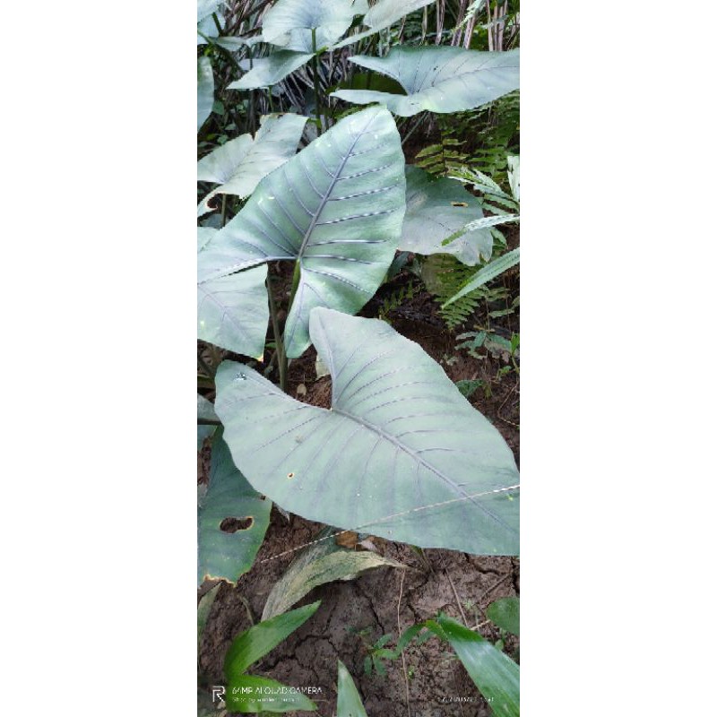 bonggolan alocasia scabirscula