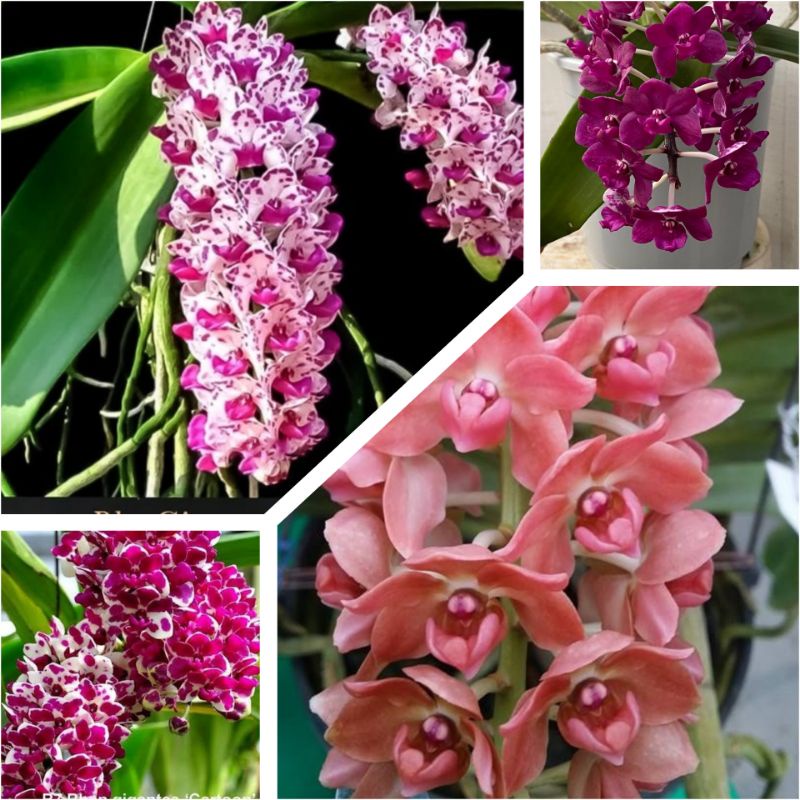 bibit botol anggrek rhynchostylis gigantea