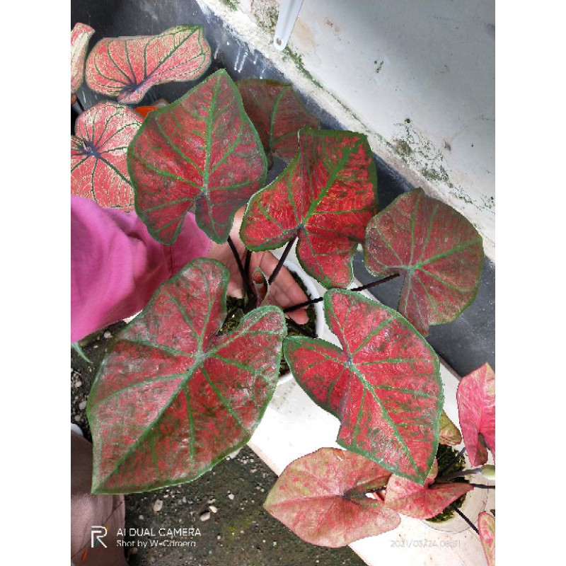 keladi/caladium hybrid thailand impor RED ARINI/FESTIVIA/FLAME