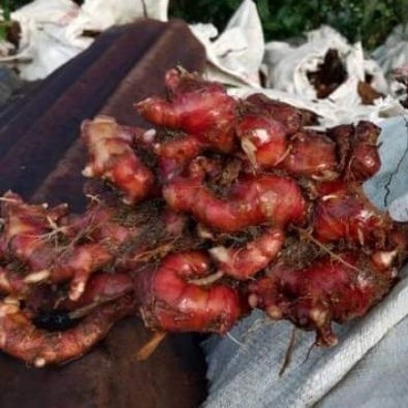 

1Kg Jahe Merah Fresh