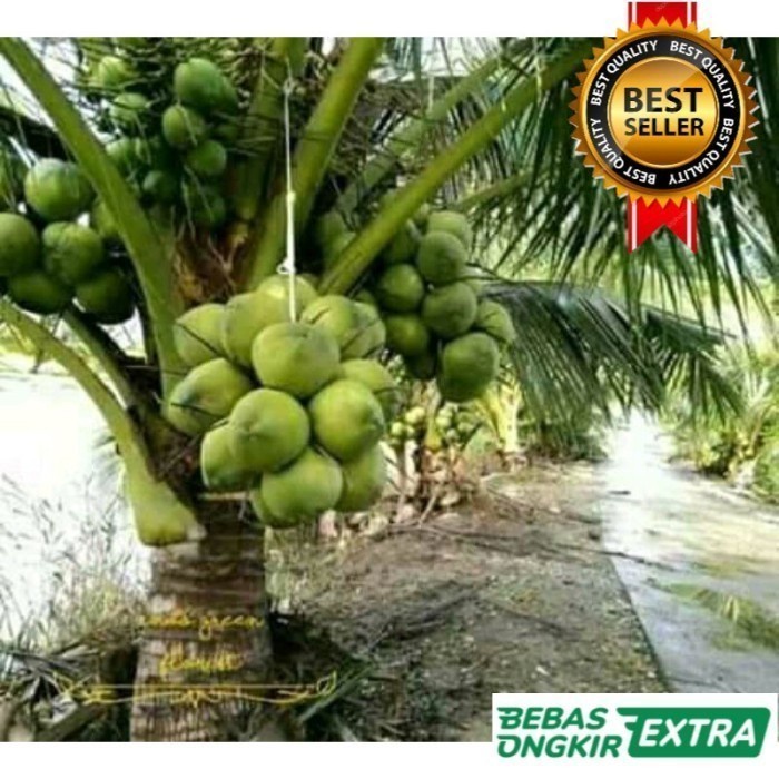 TERBARU Bibit Kelapa SALAK Unggul Cepat Berbuah,ASLI GENJAH
