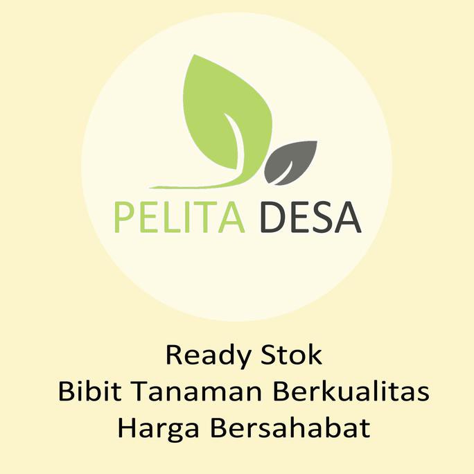 BIBIT TANAMAN CINCAU BULU HIJAU - POHON DAUN CINCAU BULU RAMBAT