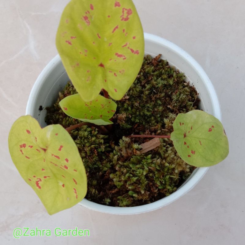 Caladium  Yellow Leopard