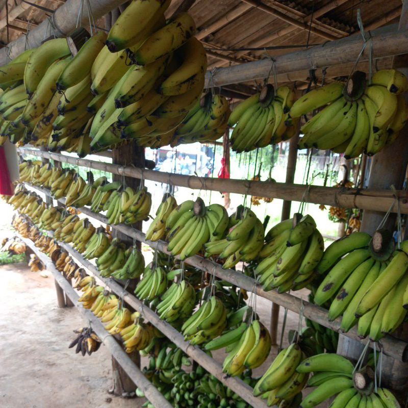 

pisang