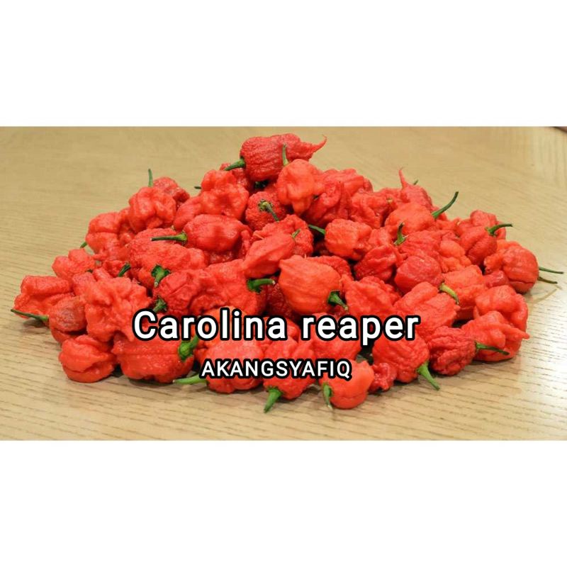 

carolina reaper fresh kualitas import