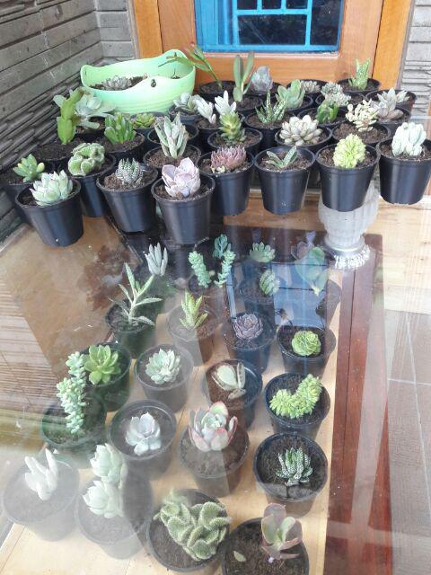 Paket Sekulen 50 Pcs