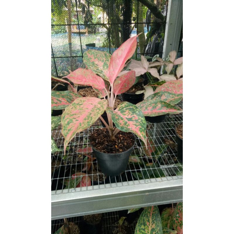 aglonema bigroy aglonema murah