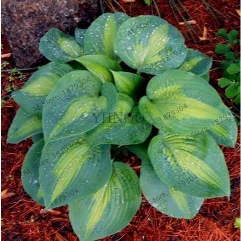 Benih HOSTA Green IMPORT