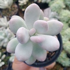 TANAMAN HIAS SUKULEN PACHYPHYTUM MOONSTONE