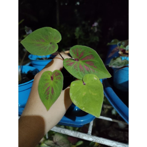 caladium tambuna remaja