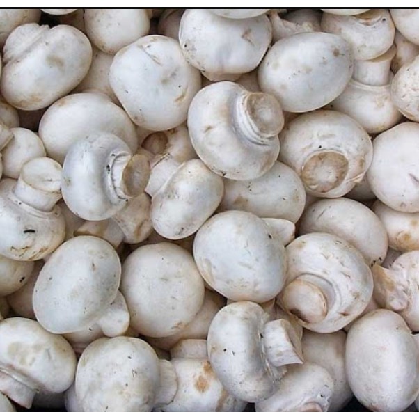 

Jamur Kancing 250 gram