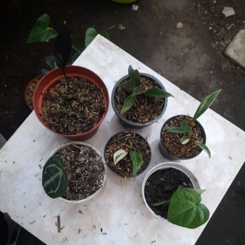 semua jenis anturium6 plant tanaman anturium jermni varigata kris blck. hybrt prodaktil kuping gajah