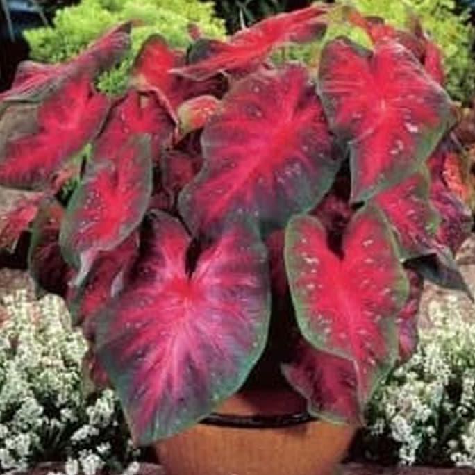Pusat Benih Tanaman Bibit Tanaman Daun Keladi Merah Red Star Erni Wulansiska Shopee Indonesia