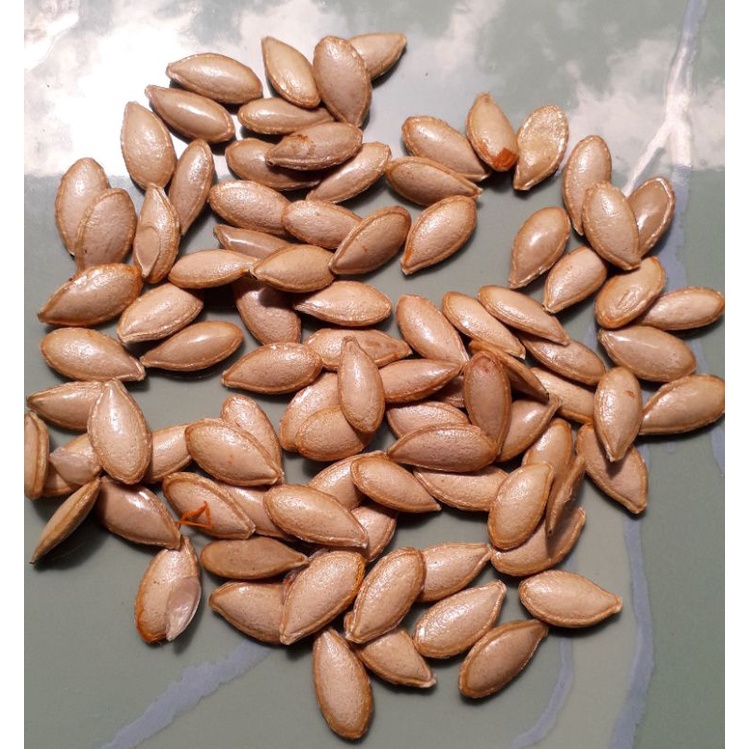 

5 Biji Waluh/Labu kuning besar super