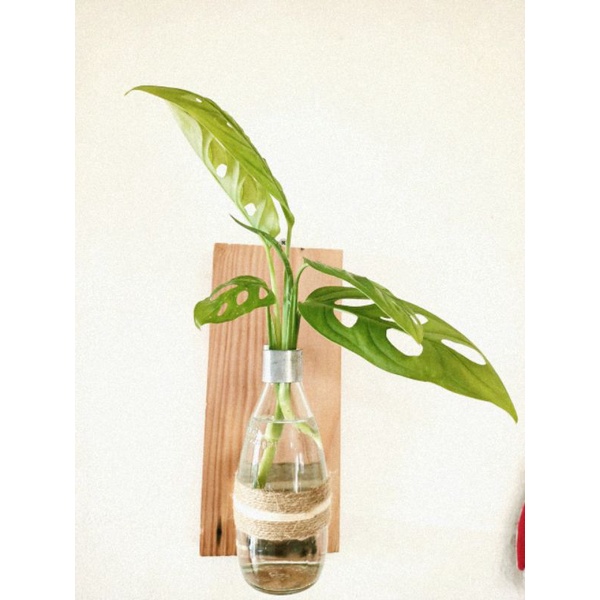 Pot vas bunga kaca gantung | rak bunga tempel | hiasan pot tempel dinding/ hiasan dinding/ vas bunga