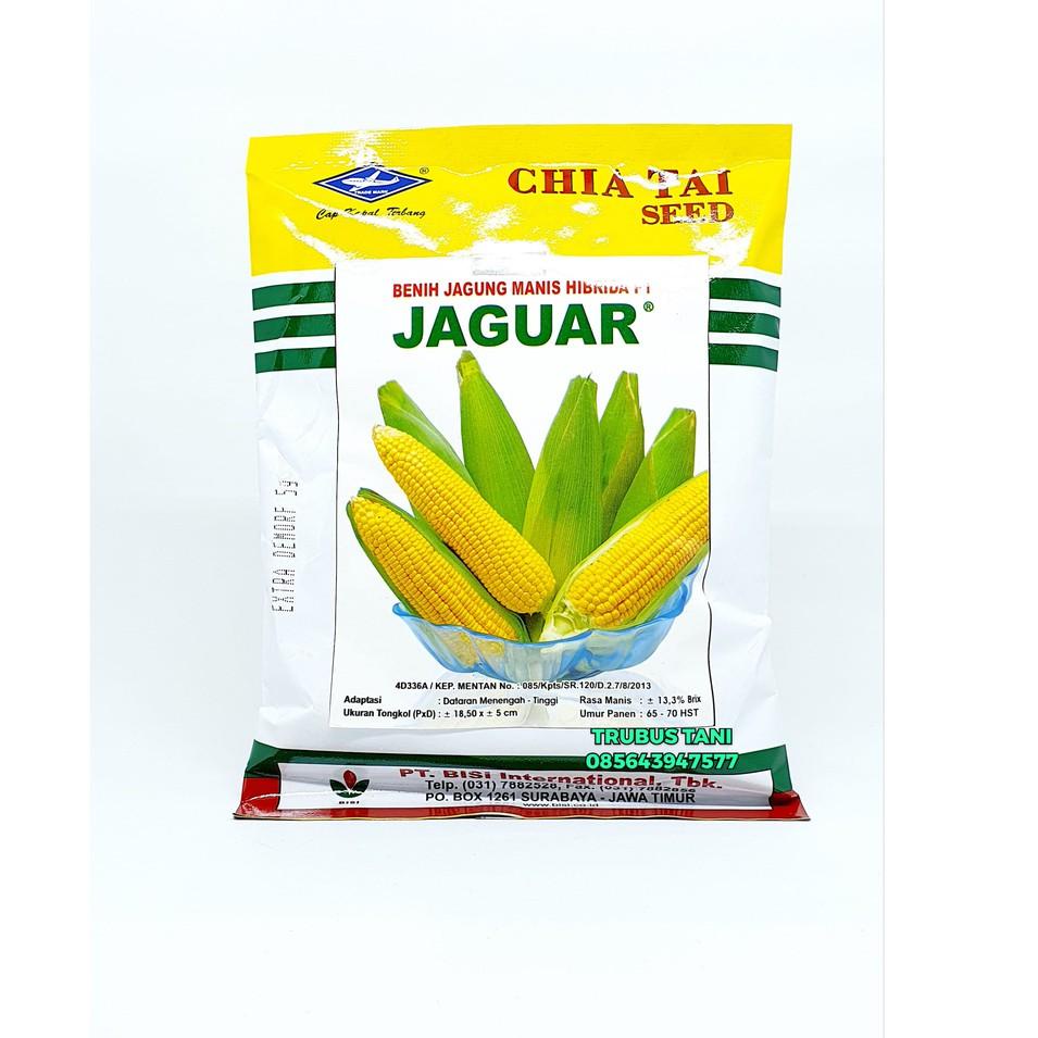 Telah Hadir.. BENIH JAGUNG MANIS F1 JAGUAR isi 1.800 biji
