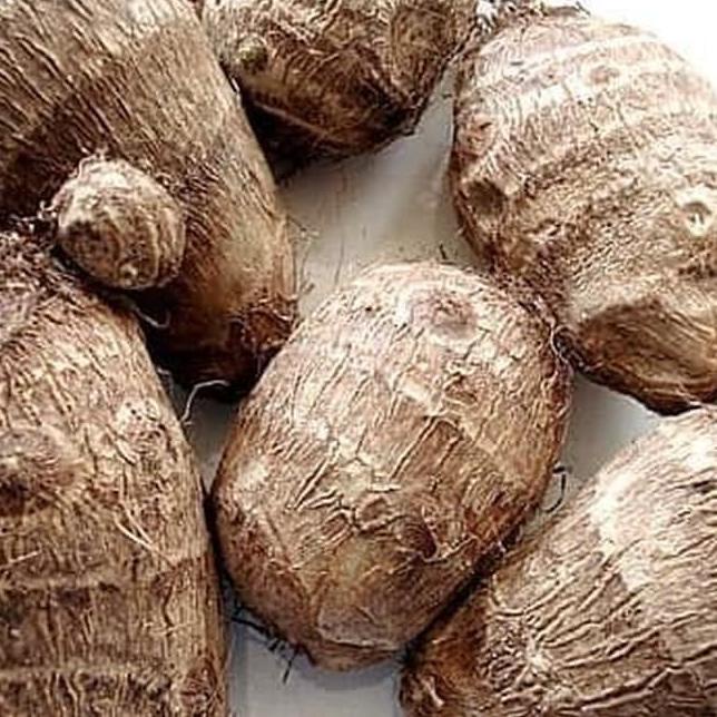 ♞ Bibit Tanaman Talas Satoimo Jepang ⅍