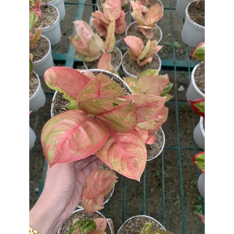 aglonema denpasar moon