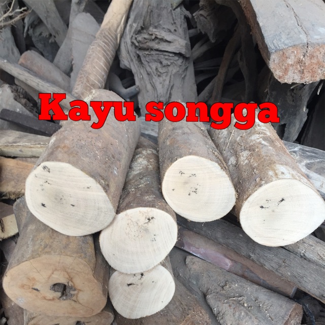 Jual Kayu Ular Papua Shopee Indonesia