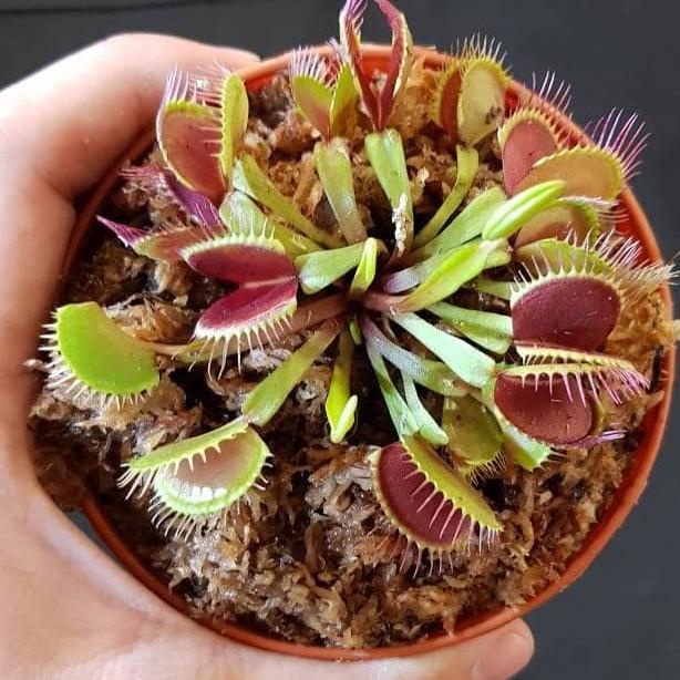 Venus FlyTrap Dewasa (BIG TRAP)