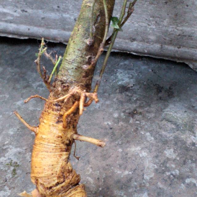 BONSAI SERUT BAKALAN