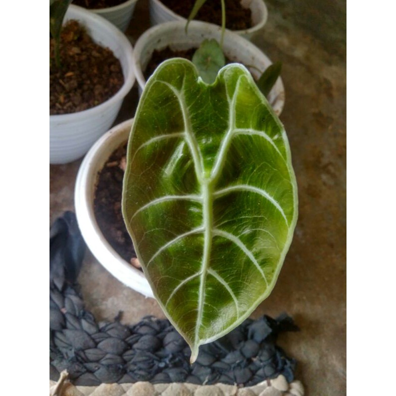 rawatan watsoniana glosy