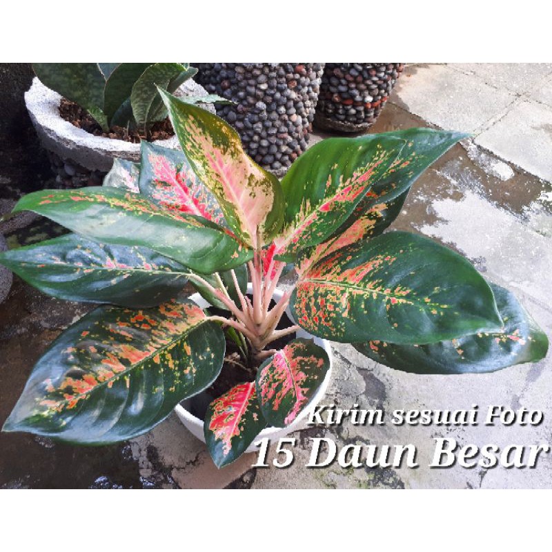 Aglaonema Kochin Paramruay 15 Daun , Kochin Paramuay , Aglonema Kochin