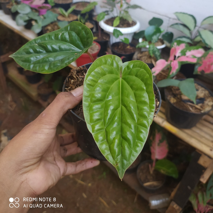 TANAMAN ANTHURIUM SIRIH | ANTHURIUM SIRIH