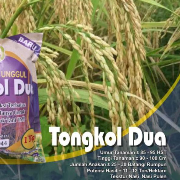 ❀ Benih Padi Tongkol 2 Jumbo ♥
