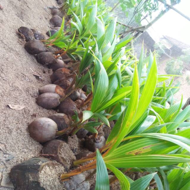 Bahan bonsai kelapa gading kuning