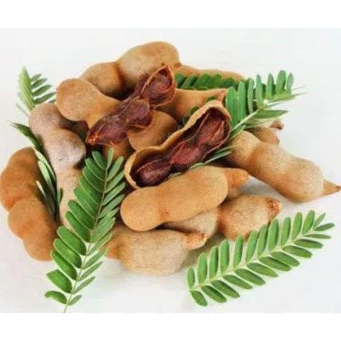 1 Kg Biji Benih Tanaman Pohon Asem Jawa bln