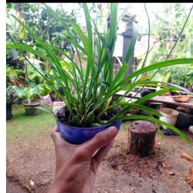 anggrek hutan tropis langka