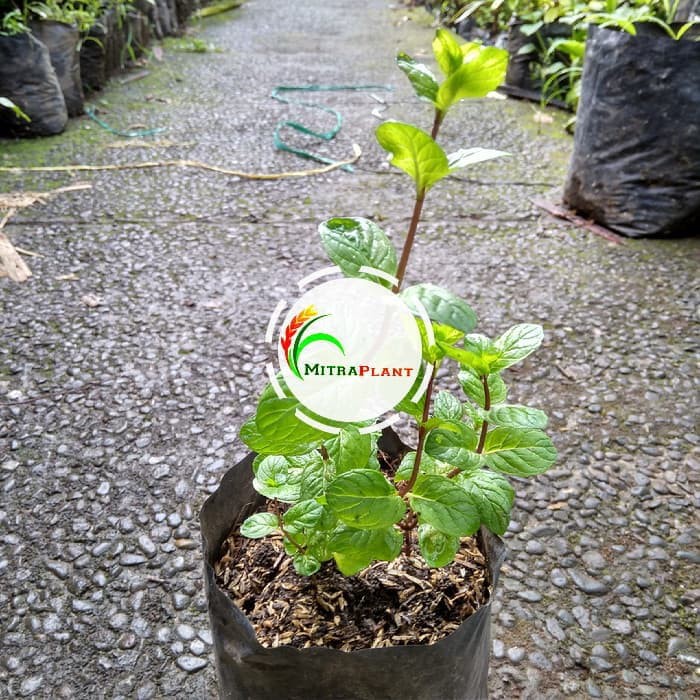 Bibit Tanaman Coklat Mint Bibit Tanaman Mint Coklat Daun Coklat Mint