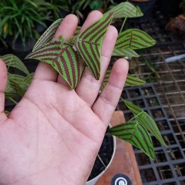 ( BISA COD ) Tanaman Hias Indoor Batik Oxalis Bibit & Dewasa / Tanaman Bunga Hias Kupu Kupu Batik