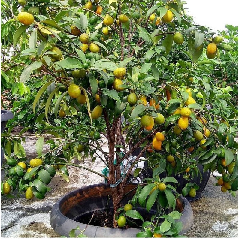 BIBIT JERUK NAGAMI / BIBIT BUAH JERUK MAKAN DENGAN KULITNYA / BIBIT BUAH JERUK SIAP BERBUAH