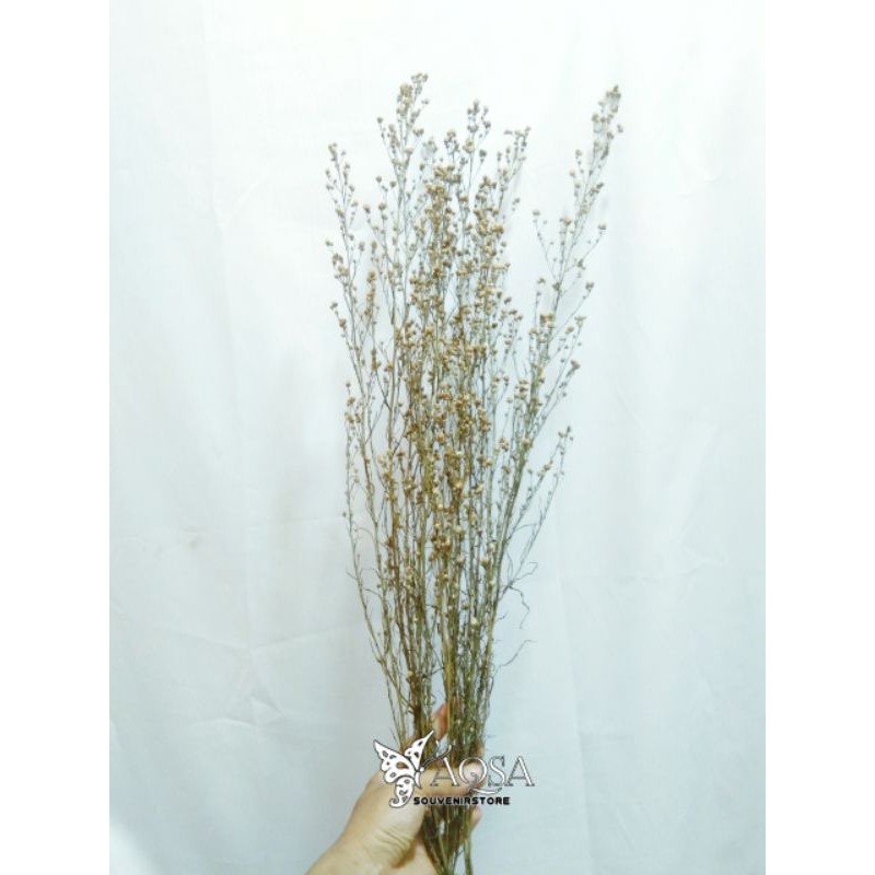 Bunga Pikok Kering Satu Ikat 5 tangkai-Pikok Warna Putih