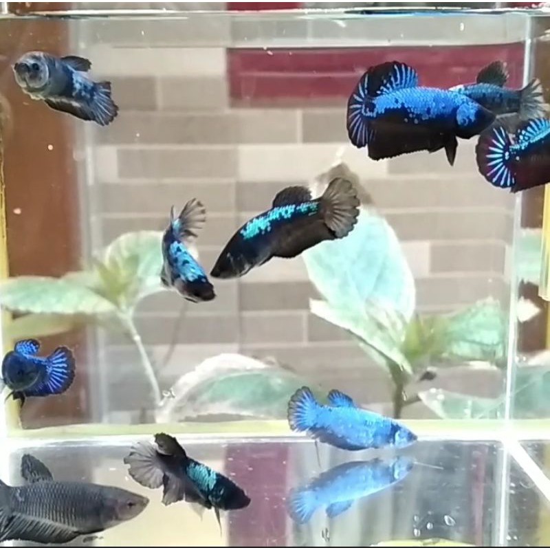 Ikan Cupang Avatar Gordon