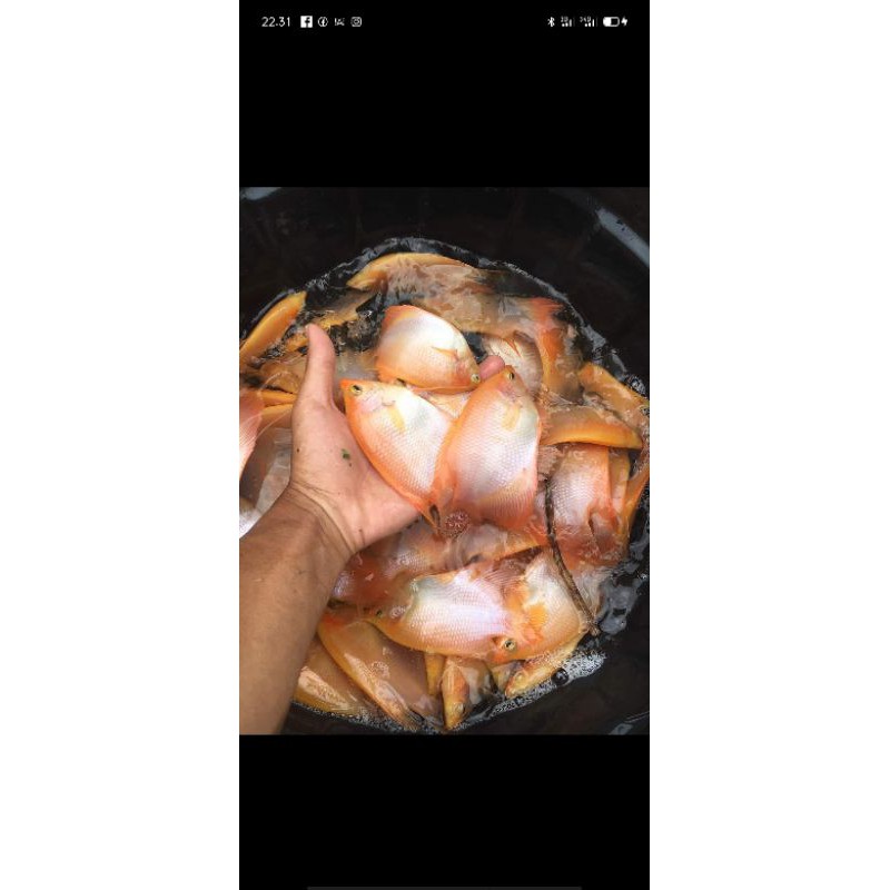 gurame padang super (10 ekor)