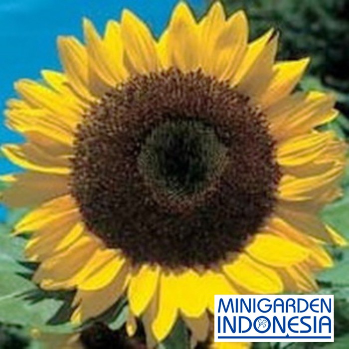 BENIH BUNGA SUNFLOWER GIANT SINGLE 3 BIJI bibit bunga matahari kuning import f1 fothergills