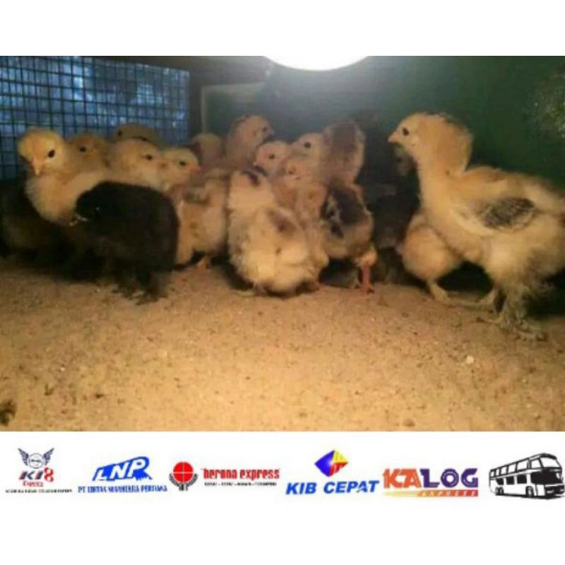 

OBT Anak Ayam brahma