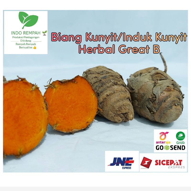

Biang Kunyit/ Induk Kunyit/ Empu Kunyit 500 gram great B ( Sedang-Besar )