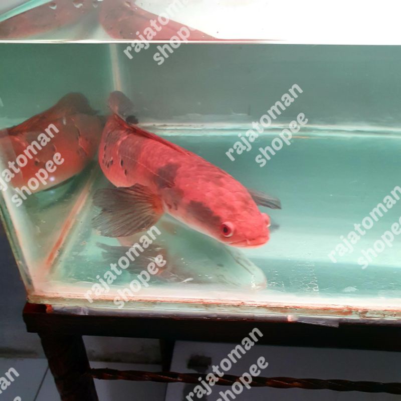 Channa Maru Red Barito Super Red Grade A+ 40cm