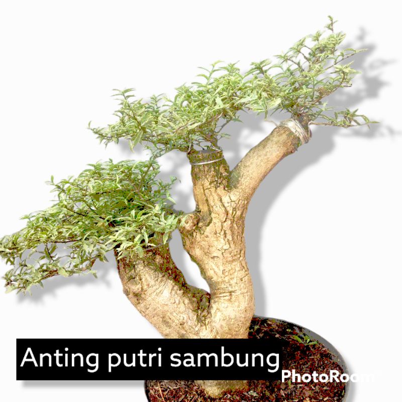 tanaman hias bonsai anting putri/ anting putri sambung/ micro anting putri variegata/bonsai micro an